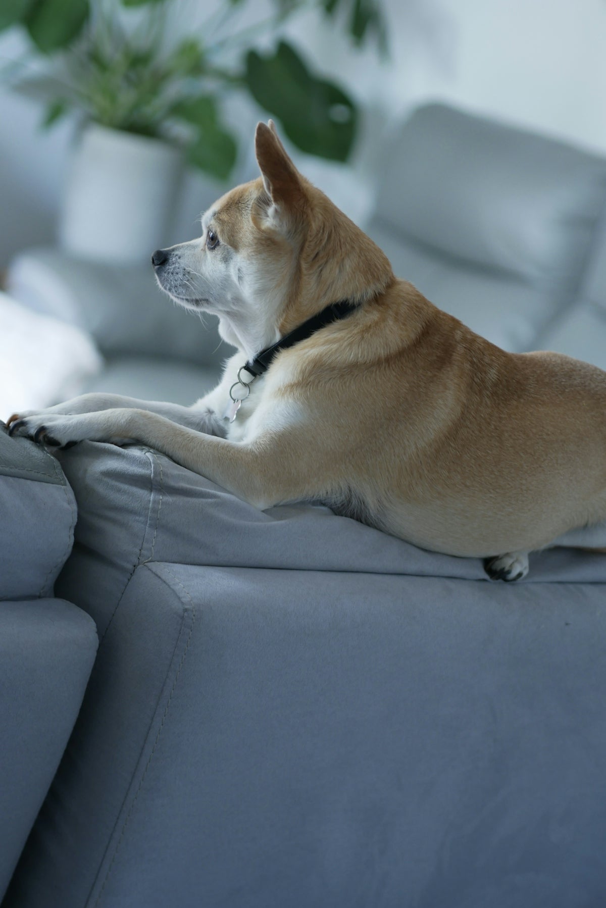 A small dog rests on a gray sofa.